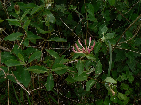 05 lonicera periclymenum