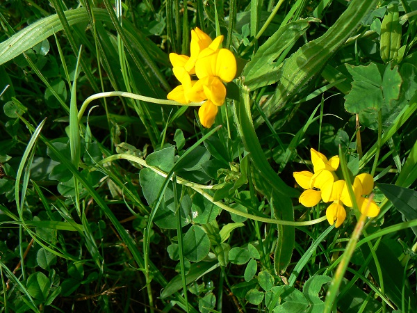 05 lotus corniculatus