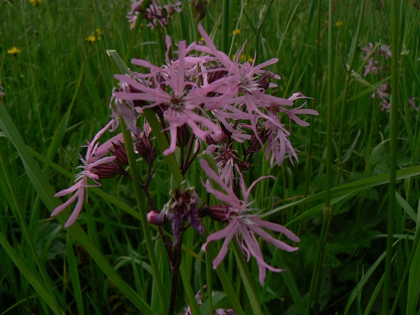 05 lychnis flos cuculi