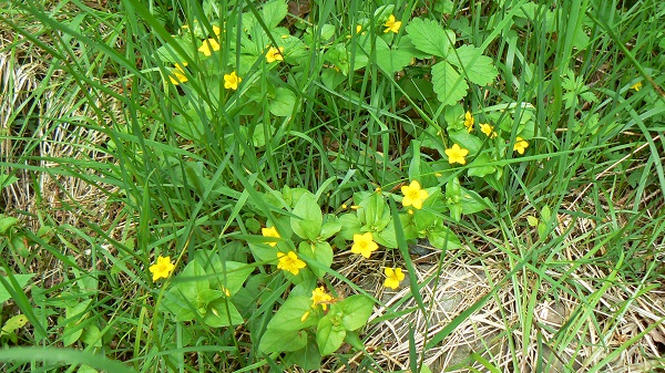 05 lysimachia nemorum