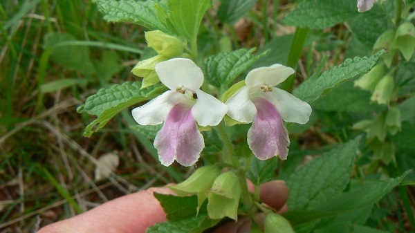 05 melittis melissophyllum