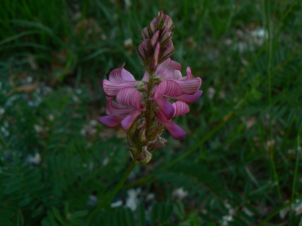 05 onobrychis viciifolia a