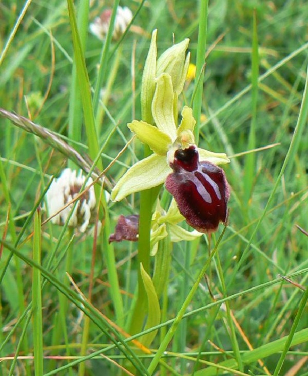 05 ophrys sphegodes