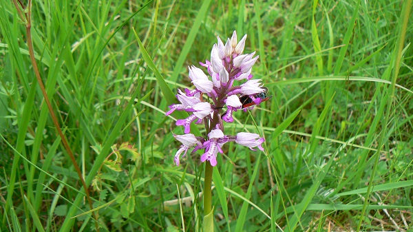 05 orchis militaris