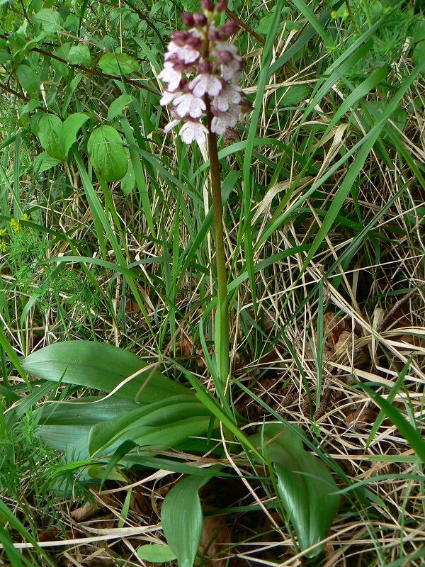 05 orchis purpurea