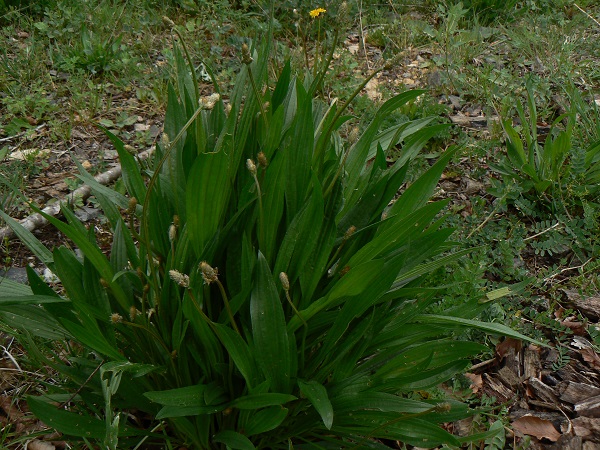 05 plantago lanceolata