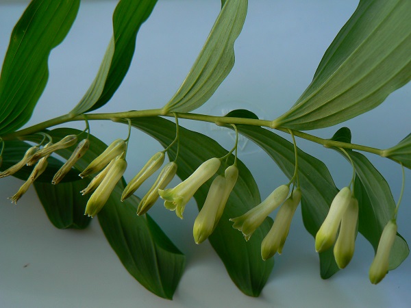 05 polygonatum multiflorum