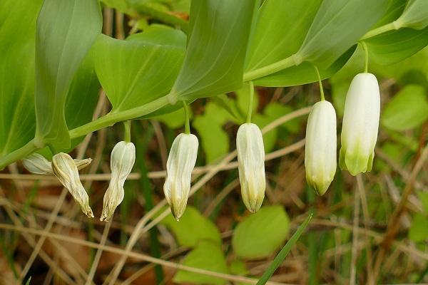 05 polygonatum odoratum