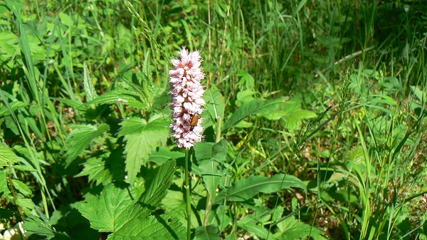 05 polygonum bistorta