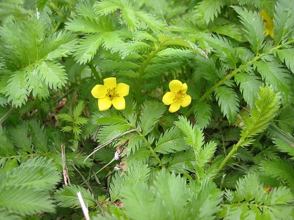 05 potentilla anserina