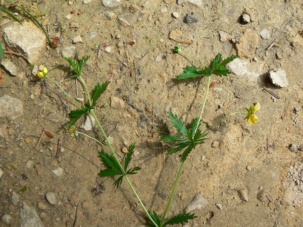 05 potentilla intermedia