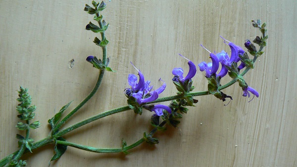 05 salvia pratensis