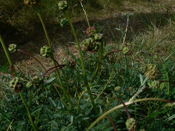 05 sanguisorba minor