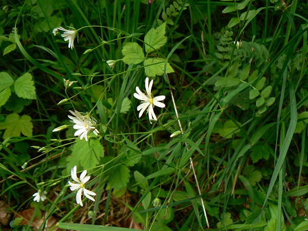 05 stellaria holostea