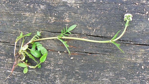 05 valeriana dioica