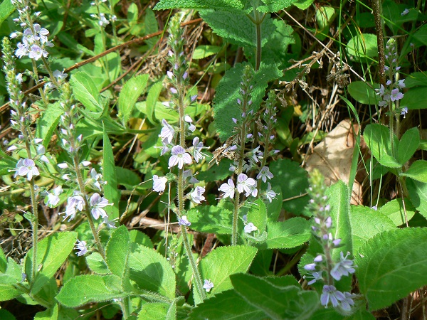 05 veronica officinalis