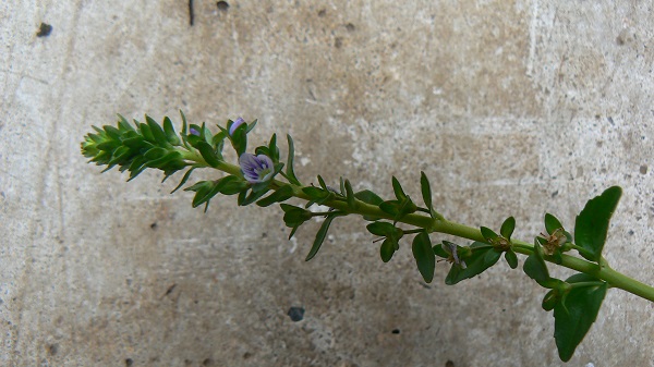 05 veronica serpyllifolia