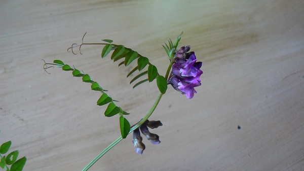 05 vicia sepium