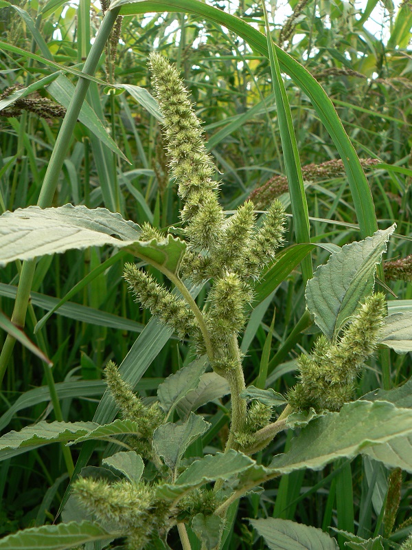 08 amaranthus retroflexus