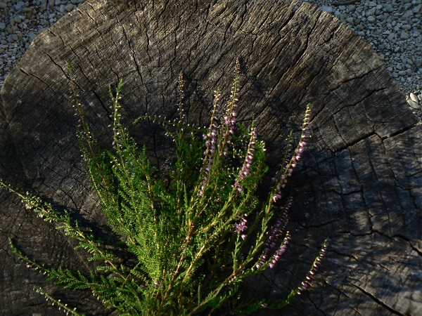 08 calluna vulgaris