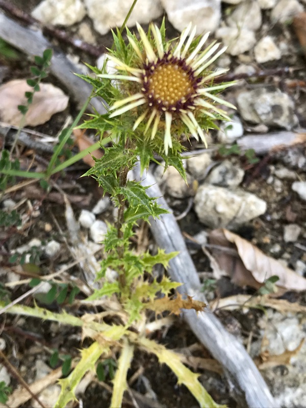 08 carlina vulgaris