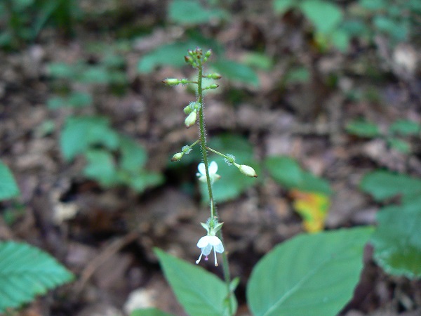 Circée de Paris - Circaea lutetiana