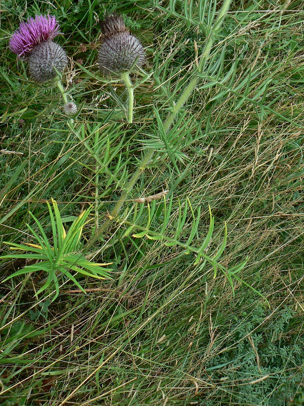 08 cirsium eriophorum