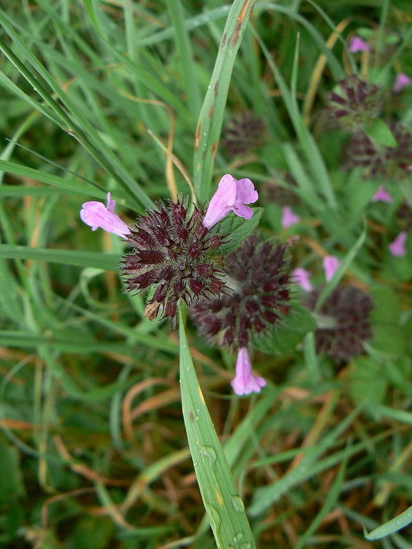 08 clinopodium vulgare