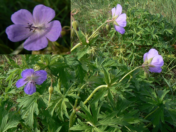 08 geranium pratense