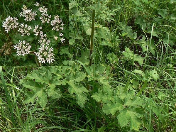 08 heracleum sphondylium