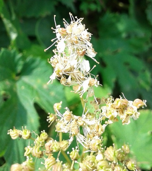 08 humulus lupulus