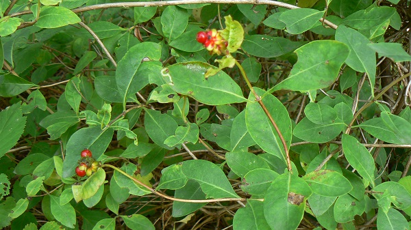 08 lonicera periclymenum