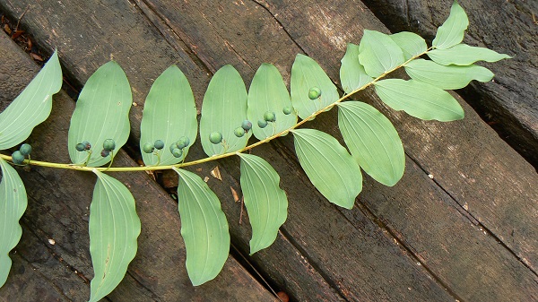 08 polygonatum multiflorum