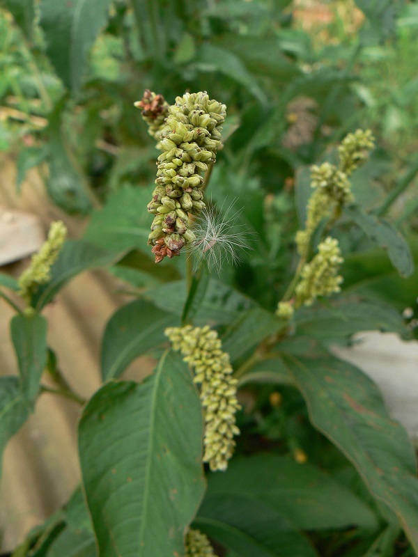 08 polygonum lapathifolium