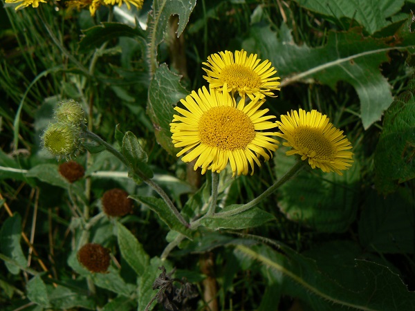 08 pulicaria dysenterica