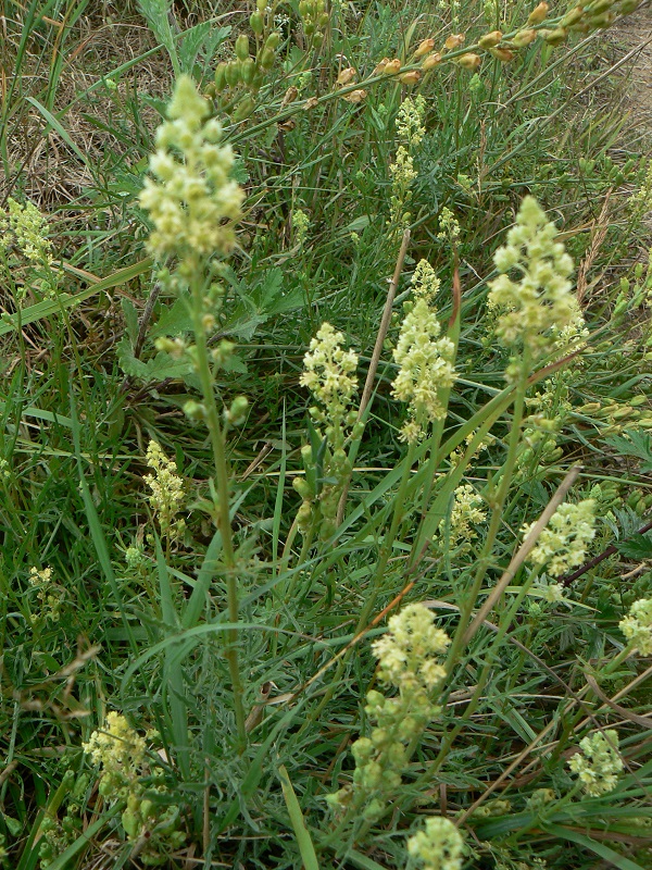 08 reseda lutea 2