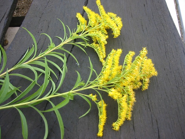 08 solidago canadensis