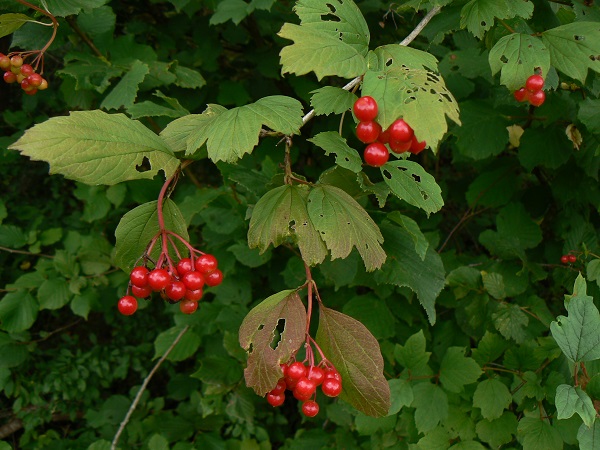 08 viburnum opulus