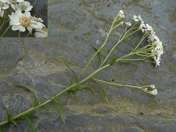 Achillea ptarmica