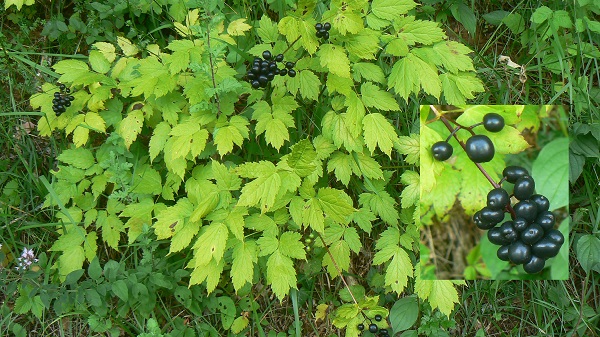 Actaea spicata