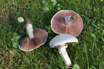 Agaricus campestris