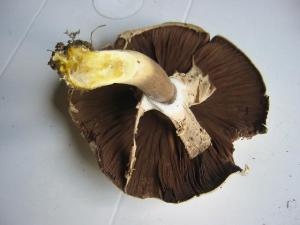 Agaricus xanthoderma