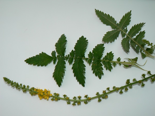 Agrimonia eupatoria