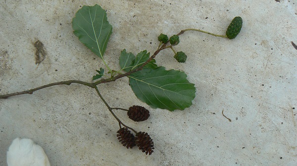 Alnus glutinosa