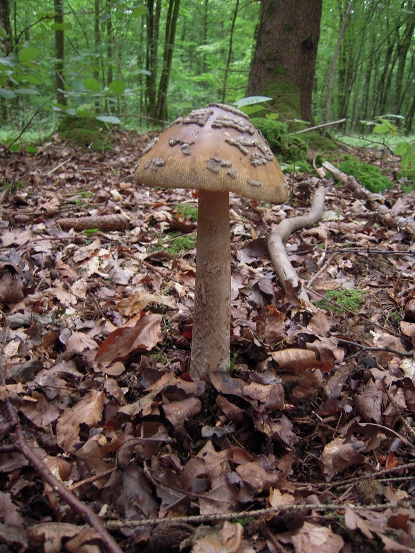 Amanita ceciliae 6