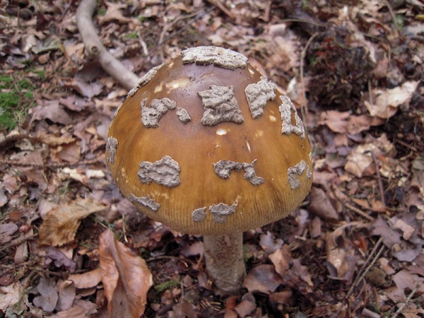 Amanita ceciliae sommauthe 1