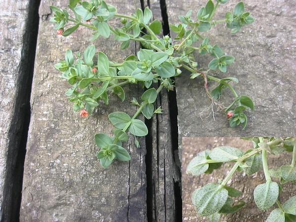 Anagallis arvensis