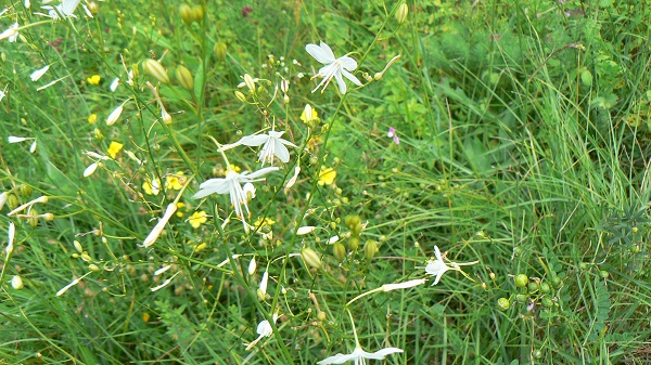 Anthericum ramosum