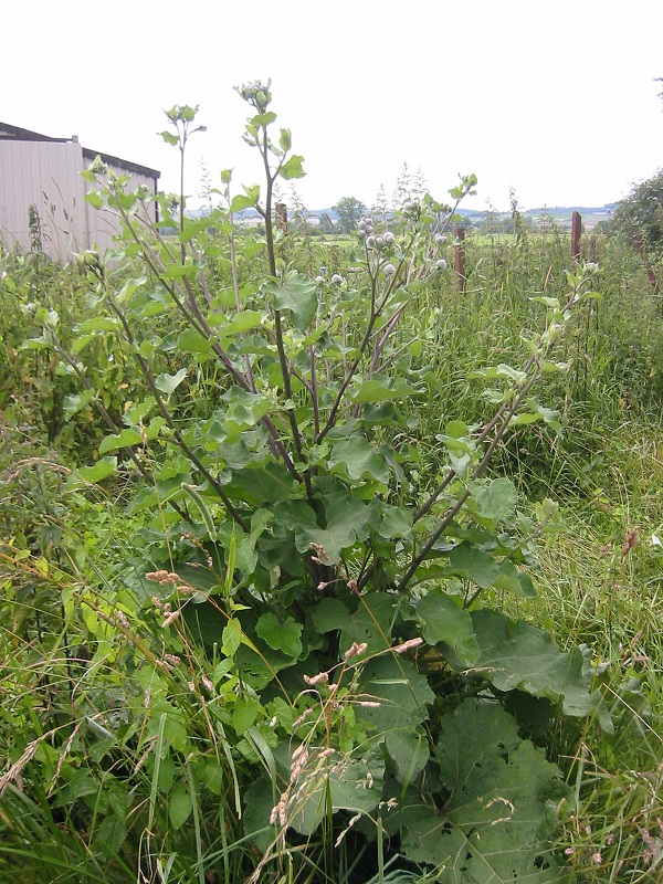 Arctium lappa