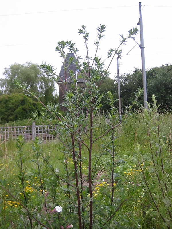 Artemisia vulgaris